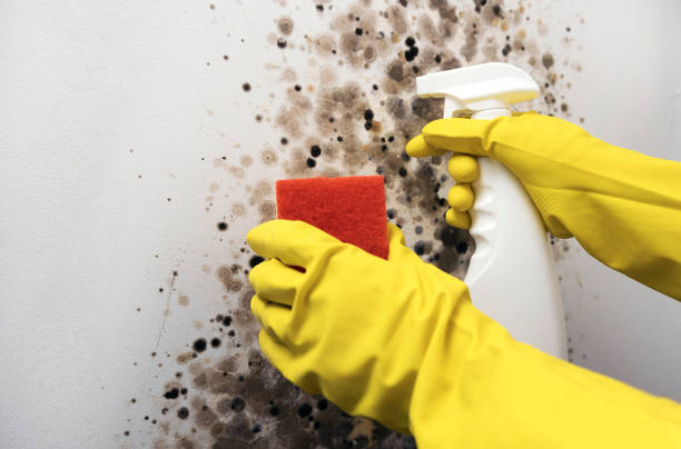 Best Black Mold Removal  in Turnersville, NJ
