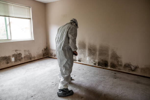 Best Toxic Mold Removal  in Turnersville, NJ