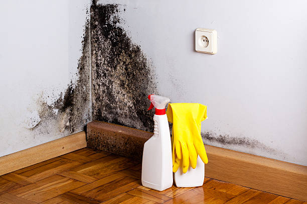 Professional Mold Removal in Turnersville, NJ