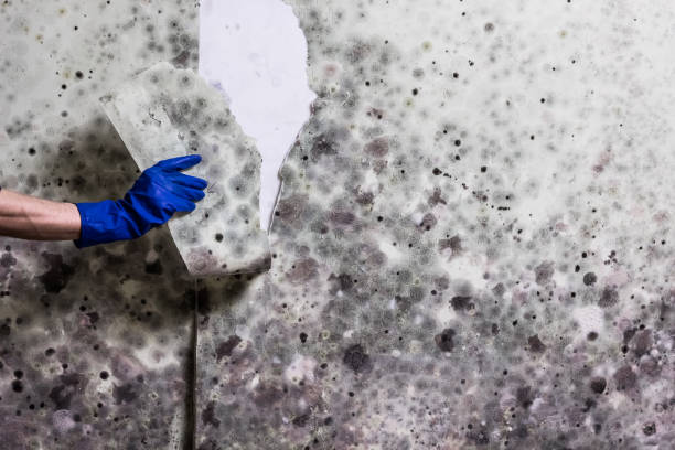 Best Certified Mold Removal  in Turnersville, NJ